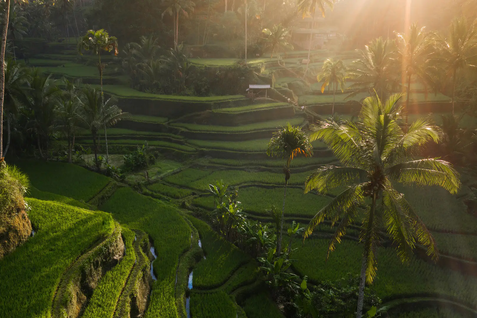 Why Tegalalang Rice Terrace Feels Different When You Stop Treating It Like a Checklist