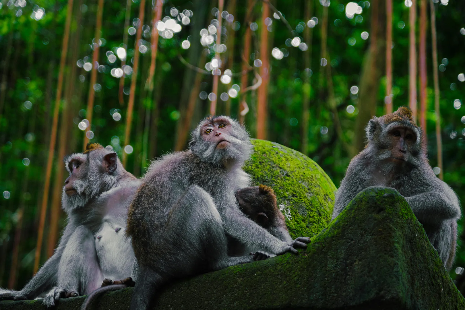 Why Ubud Monkey Forest Feels More Peaceful Than Most Travelers Expect