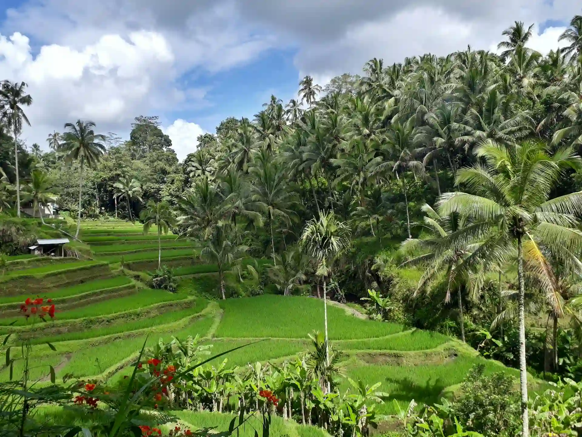 Tegalalang Rice Terrace Guide