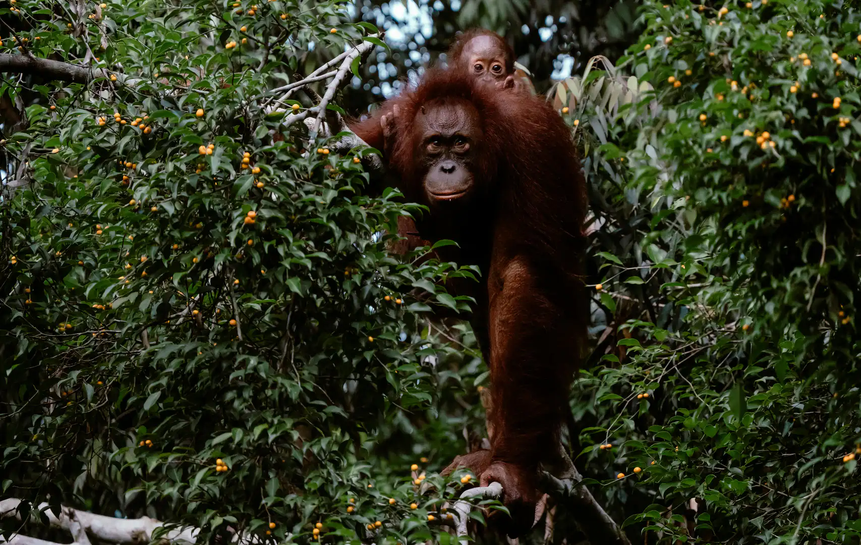 Borneo