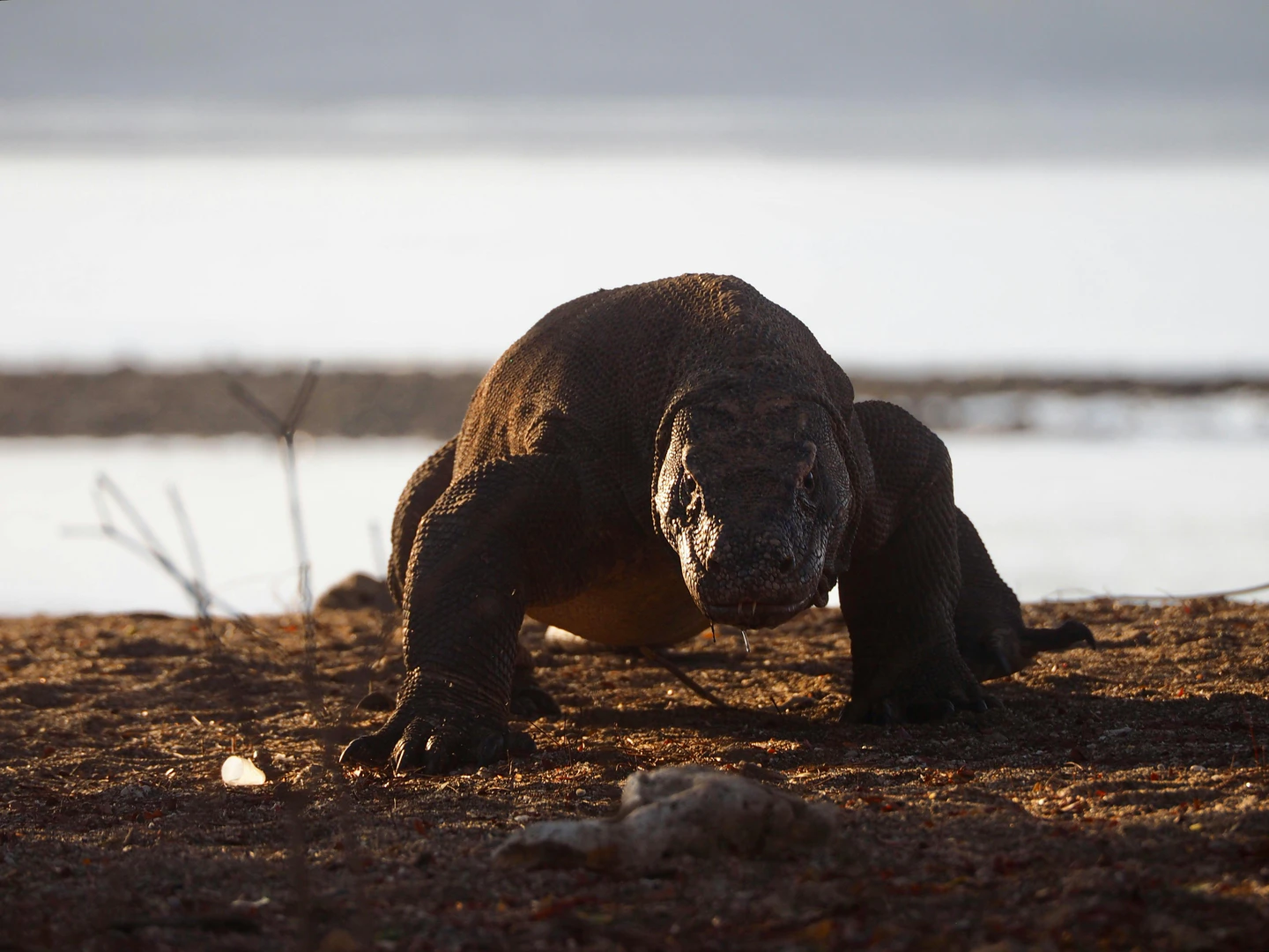 Komodo