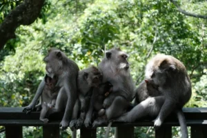Ubud Monkey Forest Bali