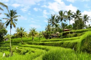 Ubud field rice