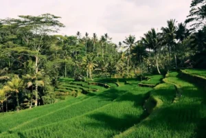 rice fields in Tegalalang