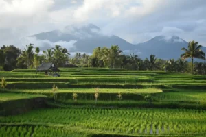 sawah di Bali