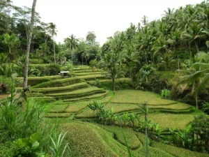 sawah yang hijau di Bali