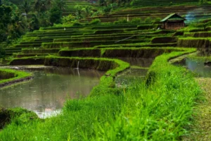 rice terraces